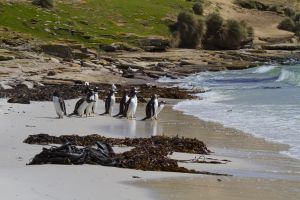 New Island, West Falklands 324.jpg